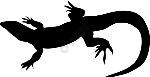 蜥蜴尾巴蜥蜴图白色冷血陆地尾巴亚热带黑色插画
