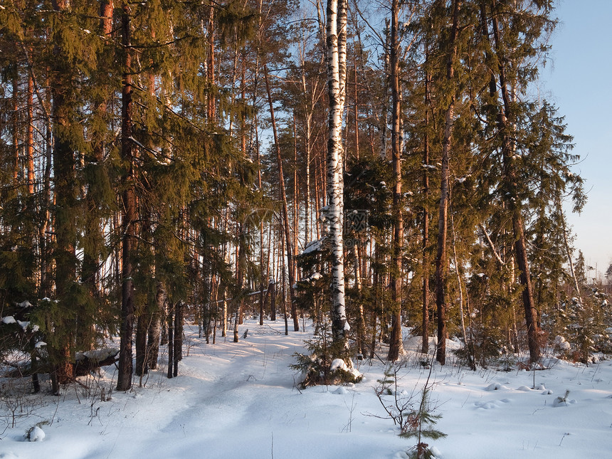 冬季日落时的森林图片