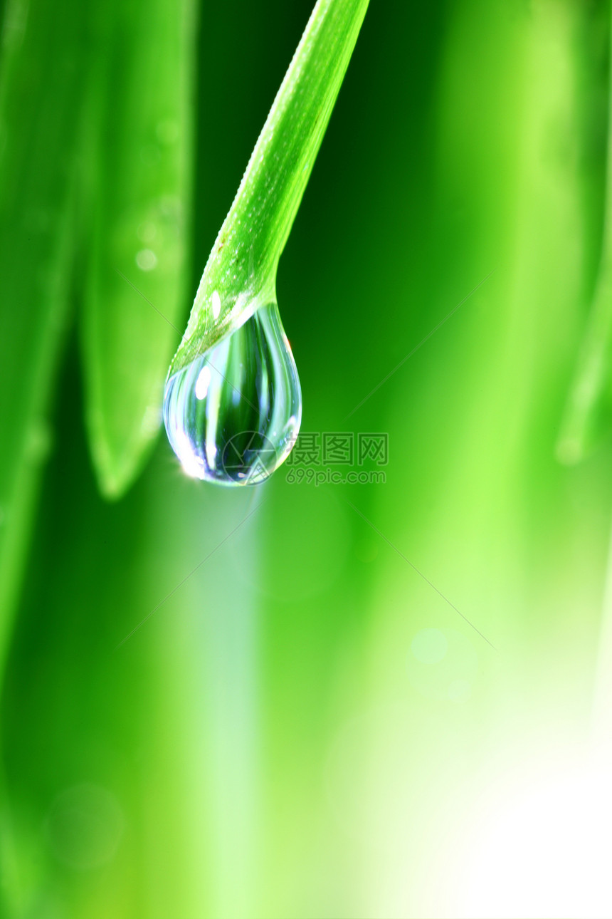 大水滴反射草本植物背景阳光液体宏观雨滴刀刃叶子植物图片