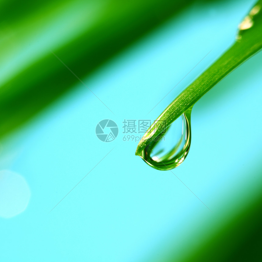 大水滴环境植物草本植物反射草地生长背景气候阳光液体图片