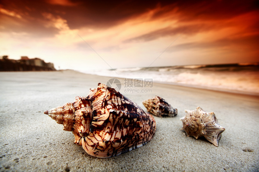 贝壳海浪情调支撑冲浪天堂珊瑚异国海洋海滩日落图片