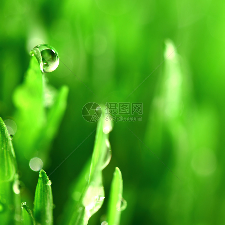 树本背景树叶液体阳光反射草本植物花园水滴气候叶子植物图片