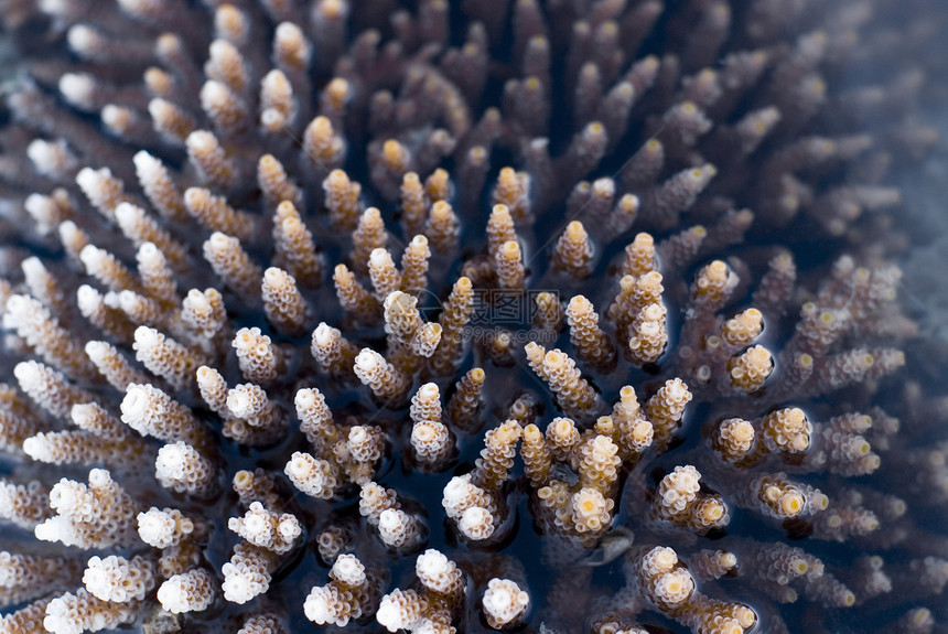 鹿角珊瑚手指海洋生物学石质宏观生长息肉图片