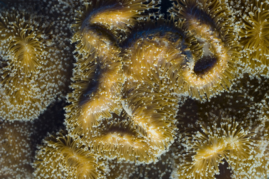 皮革珊瑚延伸聚虫图片
