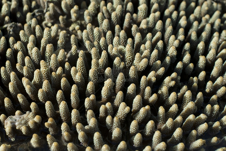Acroopora 毫微波拉珊瑚手指图片