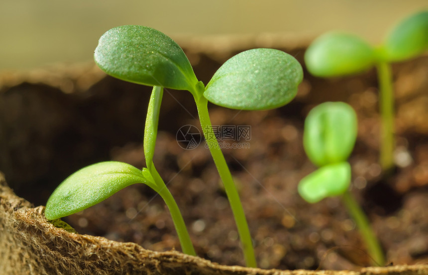 有机锅中年轻的绿色植物图片