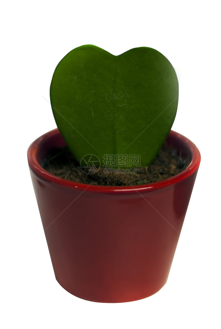 胡亚卡里里叶子植物绿色红色花瓶展示园艺植物学图片