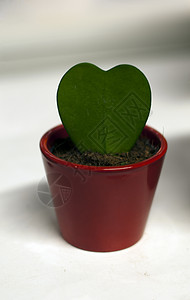 胡亚卡里里绿色园艺植物花瓶叶子红色展示植物学背景图片