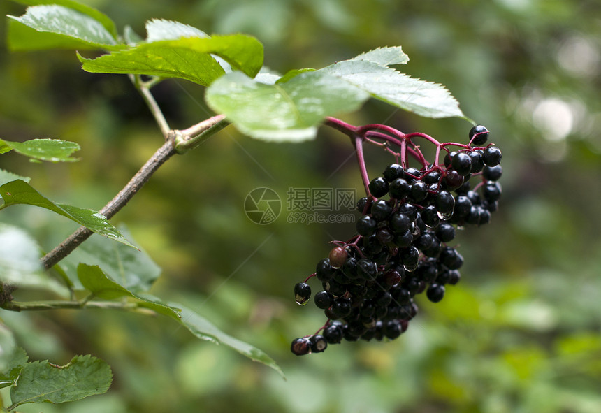 大莓季节红色树叶食物植物群绿色树枝衬套季节性浆果图片