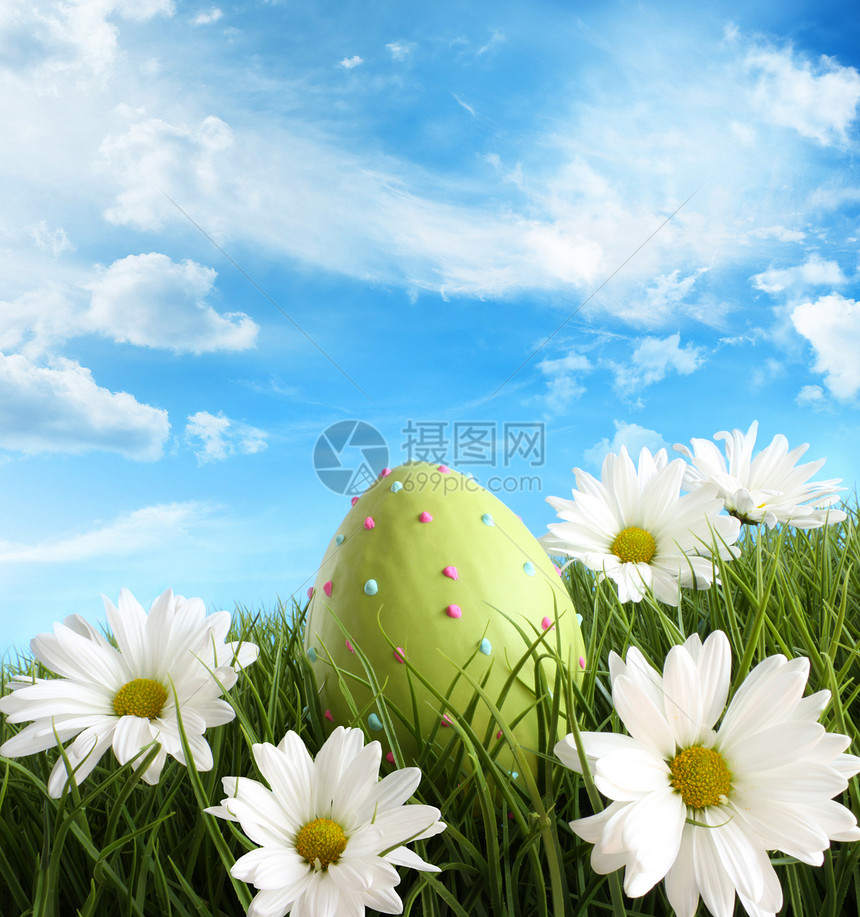 复活节鸡蛋在草地上与花菊团体风景水平场地绿色季节天空牧场装潢绿地图片