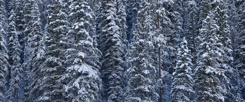 美国蒙坦州加拉廷国家森林图片