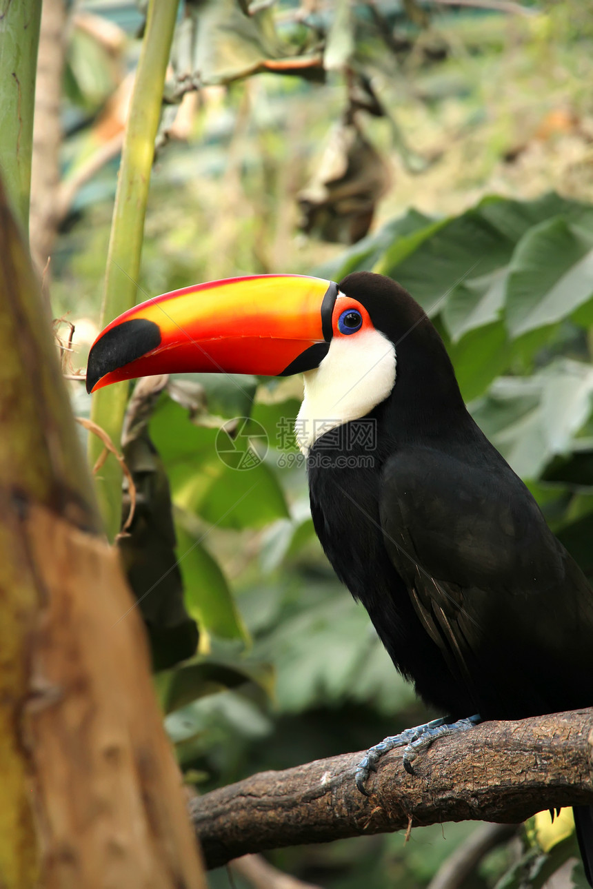 Tucan 土干动物园丛林黑色眼睛牙科鸟类异国鼻子身体雨林图片