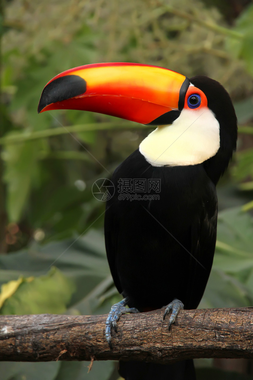 Tucan 土干翅膀丛林身体眼睛乐趣雨林荒野热带异国暴风雨图片