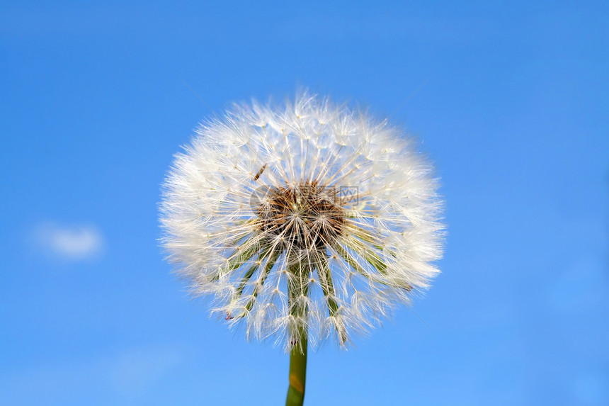 Puffball 排球花园种子天空马勃植物蓝色图片