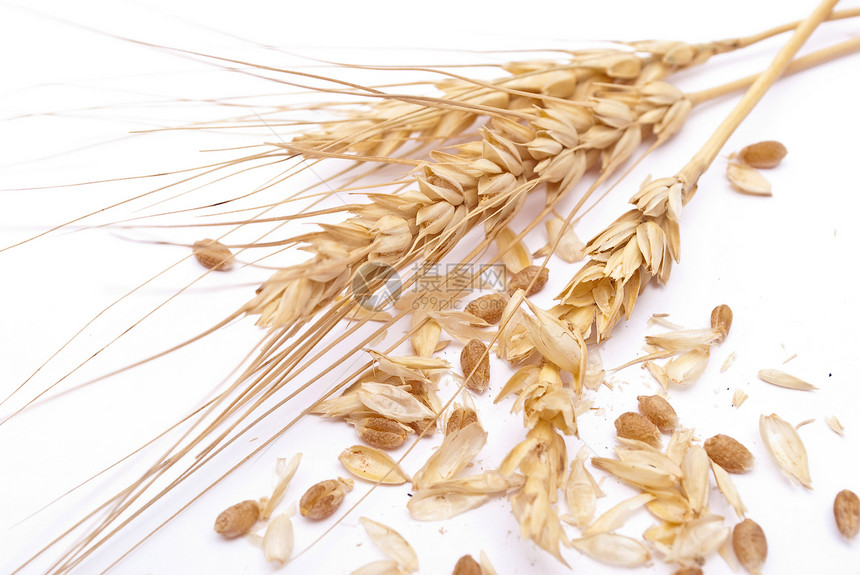 小麦耳朵种子面包农民尖刺生产白色培育玉米核心宏观图片