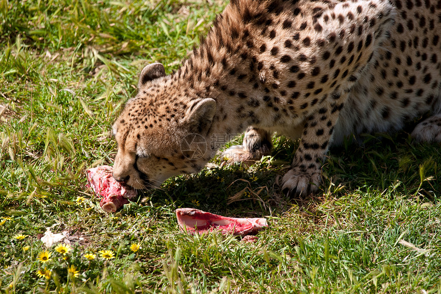 猎豹吃肉图片