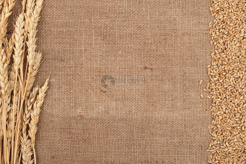 粗布背景的小麦耳朵边框生长植物解雇种子粮食尖刺边界稻草谷物收成图片