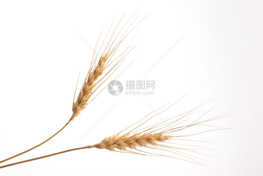 小麦耳朵生产乡村玉米种子植物场地尖刺生长培育白色图片