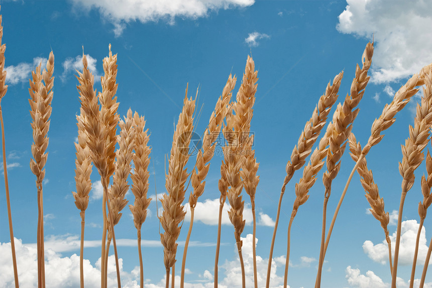 蓝天上的小麦耳朵金子谷物玉米场景阳光收成干草粮食橙子稻草图片