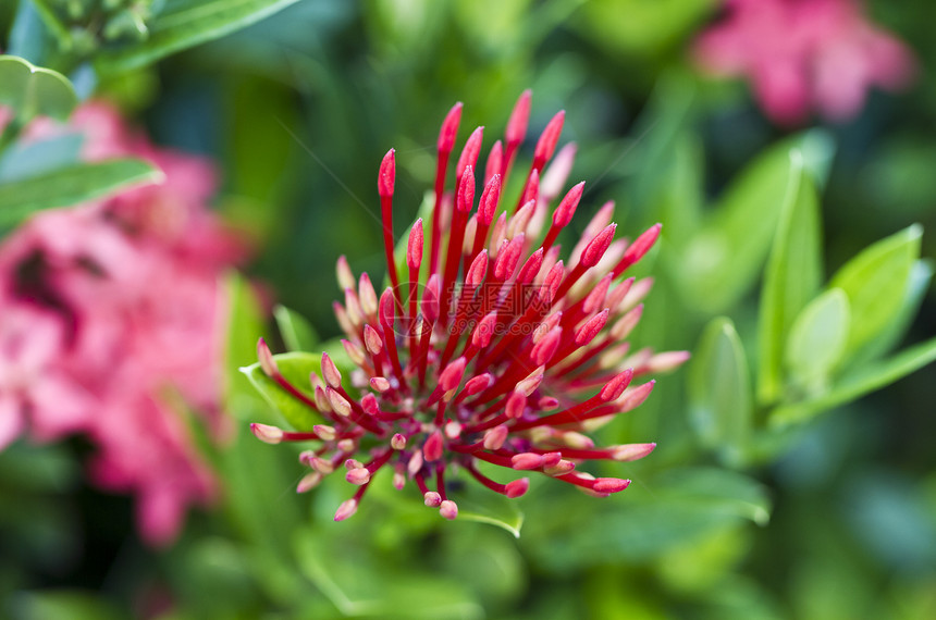 Ixora 花芽图片