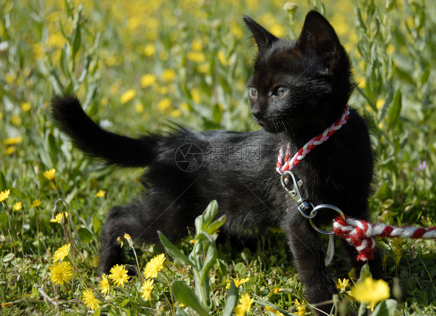 黑小黑猫花朵场地鼻子黄色婴儿黑色马具图片