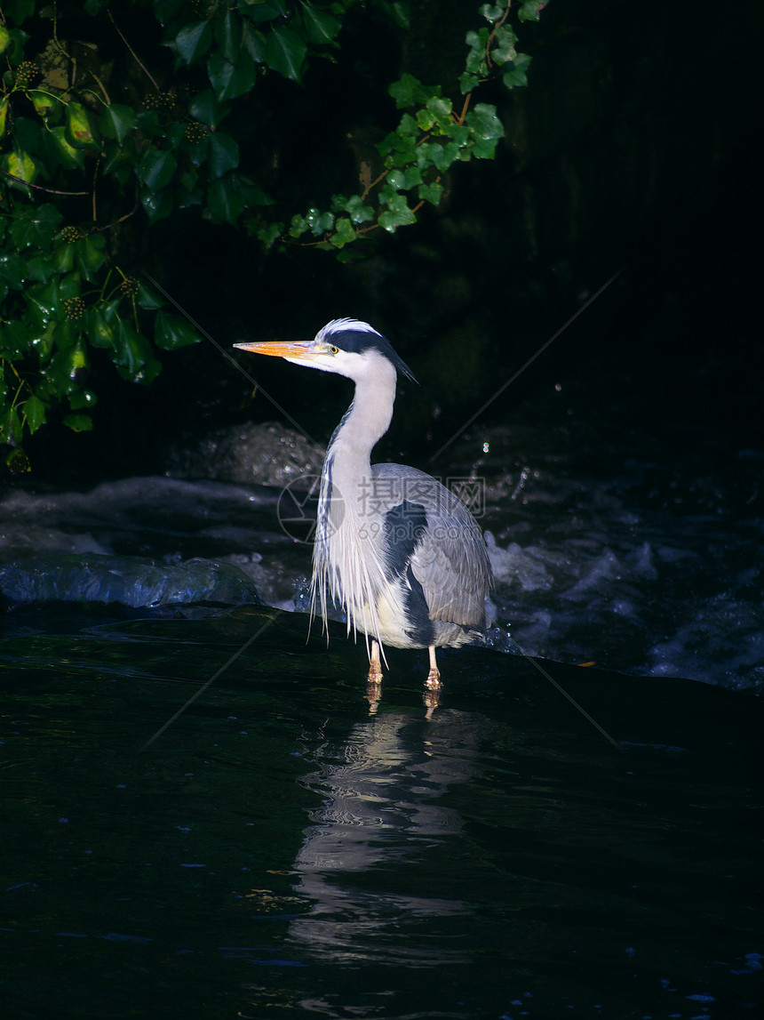河流中的灰色 Heron图片