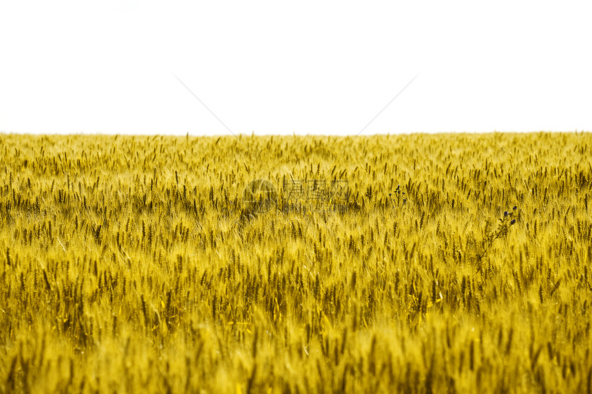 收获前的黄金麦田植物生长宏观稻草金子财富谷物食物橙子城市图片