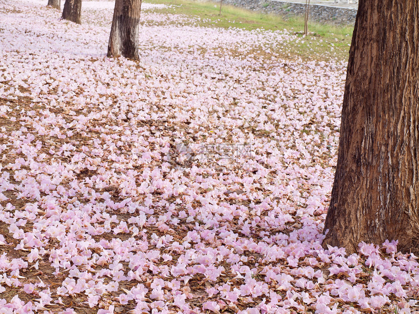 粉粉喇号树烟草树干土地喇叭环境地面农村公园蔷薇国家图片