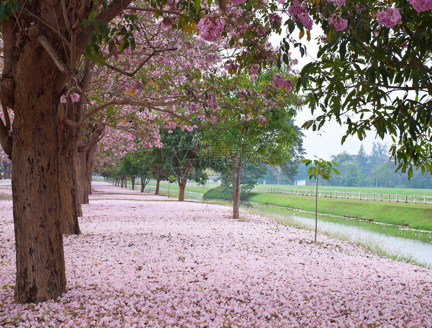 粉粉喇号树蔷薇喇叭叶子烟草公园植物草地农村环境国家图片