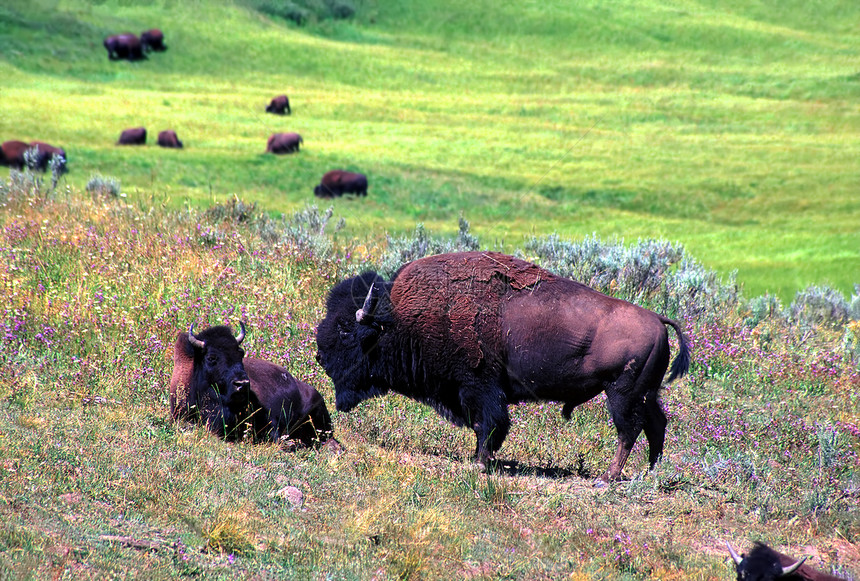 Bison - 黄石公园国家公园图片