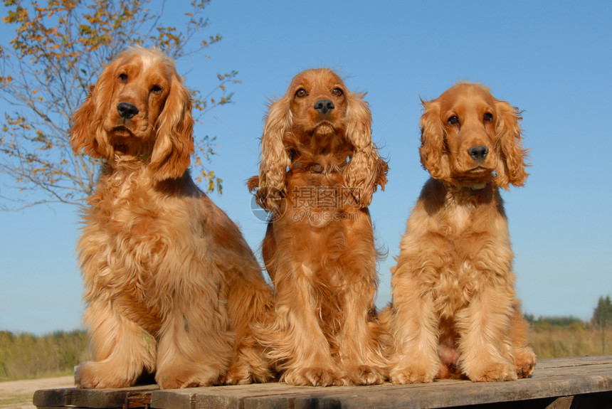 三只纯种的公鸡家庭桌子动物宠物猎人朋友棕色猎犬伴侣英语图片