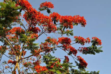 曼波舞波因西亚纳王室植物群情调花瓣树叶花园异国橙子热带羽状背景
