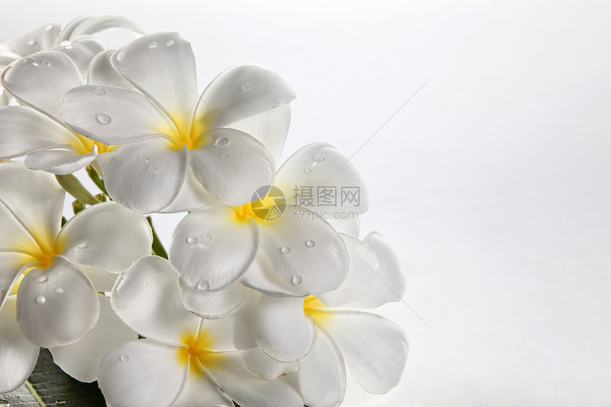 花朵freangipani鸡蛋花温泉白色香味黄色花瓣邀请函图片