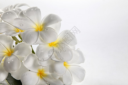花朵freangipani鸡蛋花温泉白色香味黄色花瓣邀请函背景图片