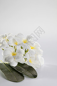 花朵freangipani白色香味温泉黄色邀请函鸡蛋花花瓣背景图片
