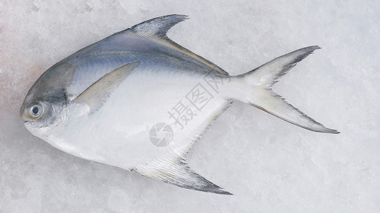 弗雷兹银 波姆弗雷特鲳鱼健康饮食市场水平生活方式熟鱼海鲜食物背景