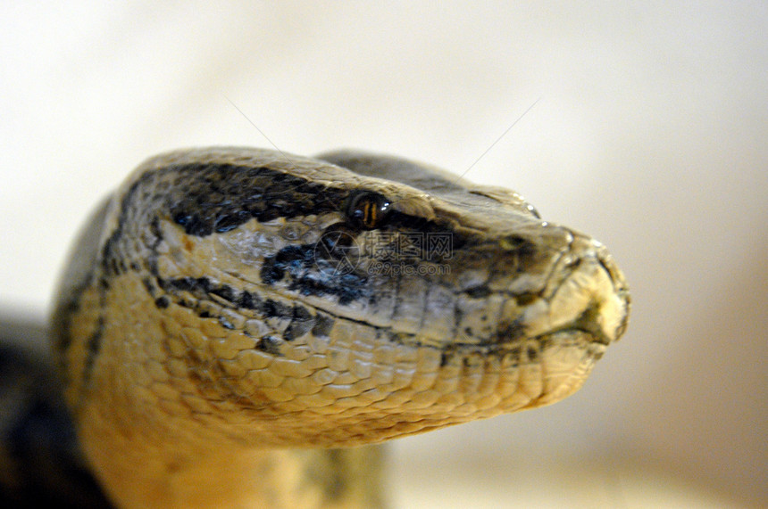 蛇荒野危险爬虫动物图片
