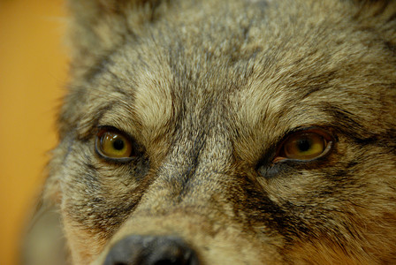狼的眼睛狗或狼眼睛哺乳动物荒野动物危险背景