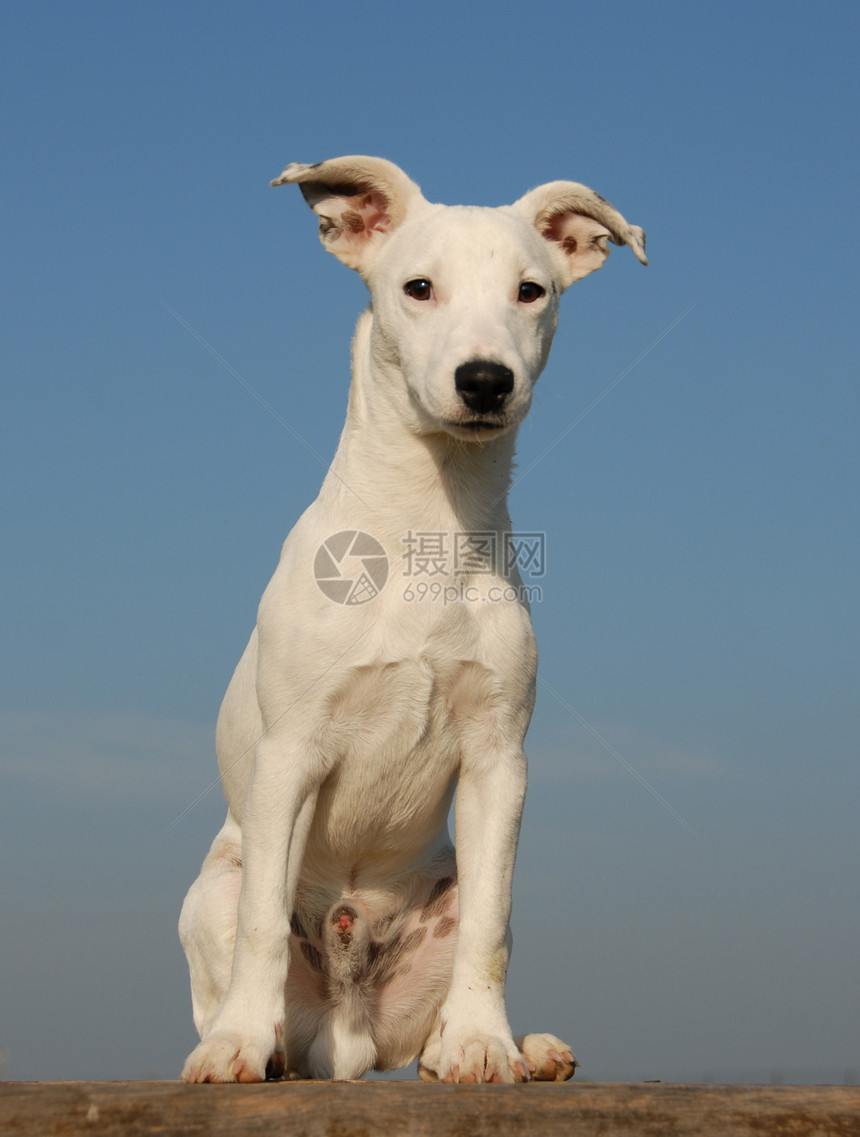 小小狗 胡萝卜伴侣婴儿动物白色猎人猎犬家庭朋友宠物打猎图片