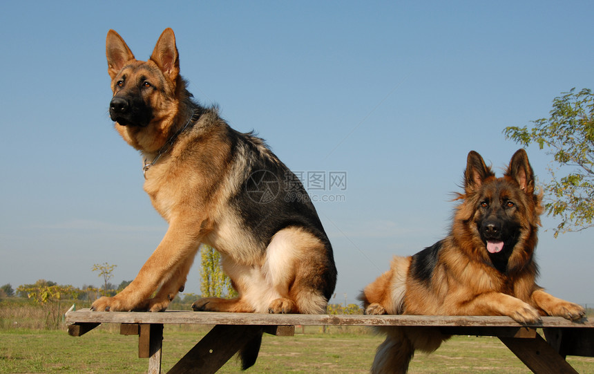 两个德国牧羊人忠诚牧羊犬宠物攻击警卫动物夫妻危险伴侣图片