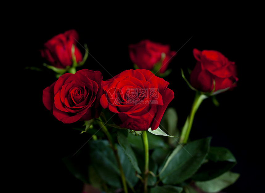 红玫瑰橙子灯泡女孩紫色玫瑰森林季节红花植物群植物图片