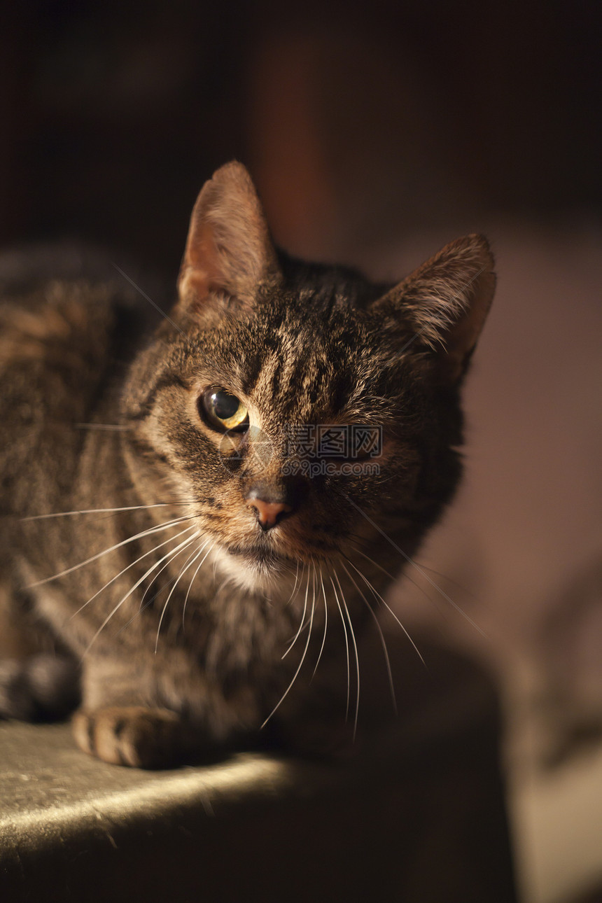 旧猫摄影外观照片灰色动物伴侣宠物单数水平哺乳动物图片