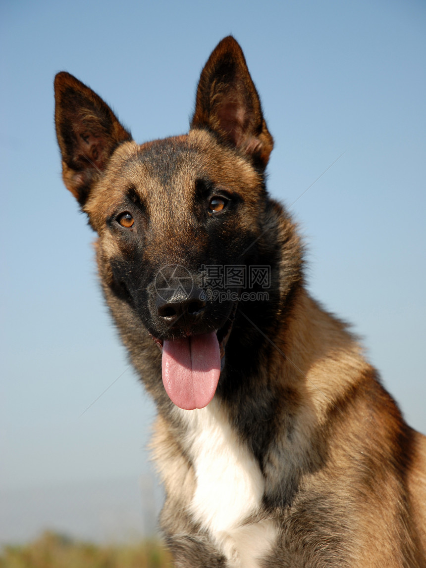 比利时牧羊人肖像牧羊犬朋友眼睛动物宠物伴侣警卫棕色图片