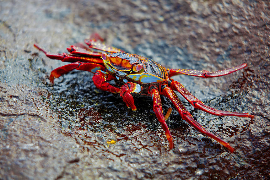 加拉帕戈斯岛的莎莉浅脚蟹动物海滩贝类野生动物盐水海鲜石头宏观红色海洋图片