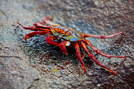 螃蟹图加拉帕戈斯岛的莎莉浅脚蟹动物海滩贝类野生动物盐水海鲜石头宏观红色海洋背景
