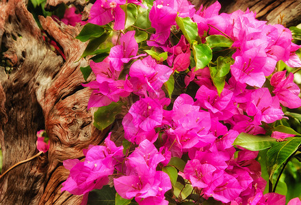 花园中美丽的粉红色花朵粉色植物花瓣叶子植物群背景图片