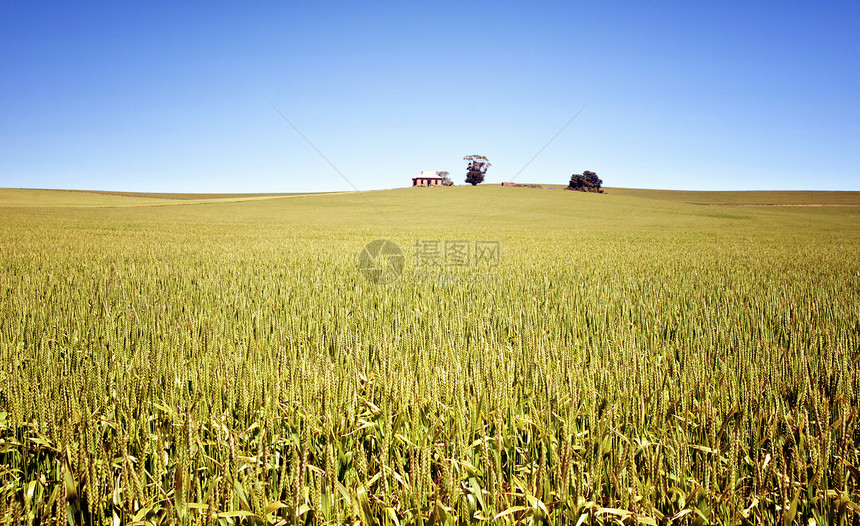 小麦田地貌农村生长小麦场地乡村谷物废墟国家农业农场图片