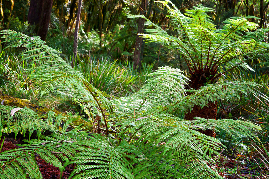 雨林中的野兽树木荒野蕨类国家叶子环境热带植物森林公园图片