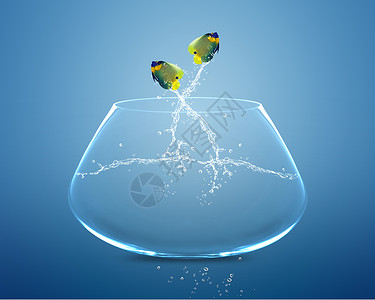 天使鱼跳跃和做杂技表演展示玻璃移民飞跃喜悦神仙鱼行动水族馆商业运动背景图片