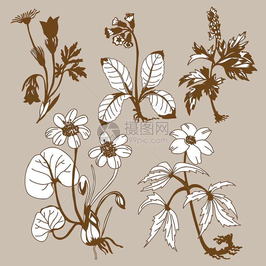 棕色背景的花朵草图木材场地植物木头创造力夹子白色森林插图图片